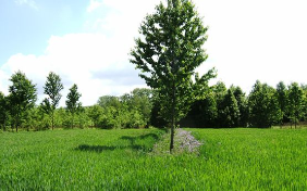 Junge Wildkirschen auf Blühstreifen in Weizenfeld in Süddeutschland